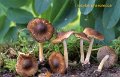 Inocybe phaeoleuca-amf2041